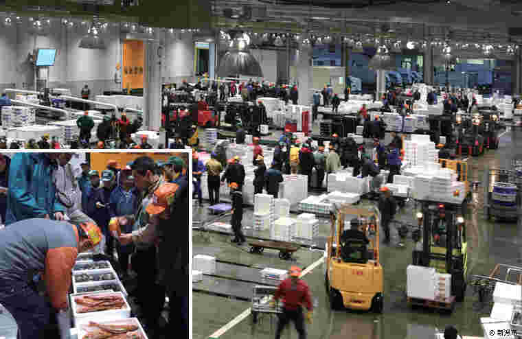 新潟市中央卸売市場のせり