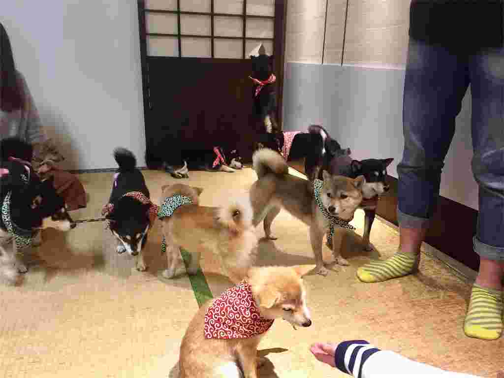たくさんの豆柴