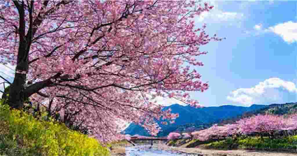 河津桜