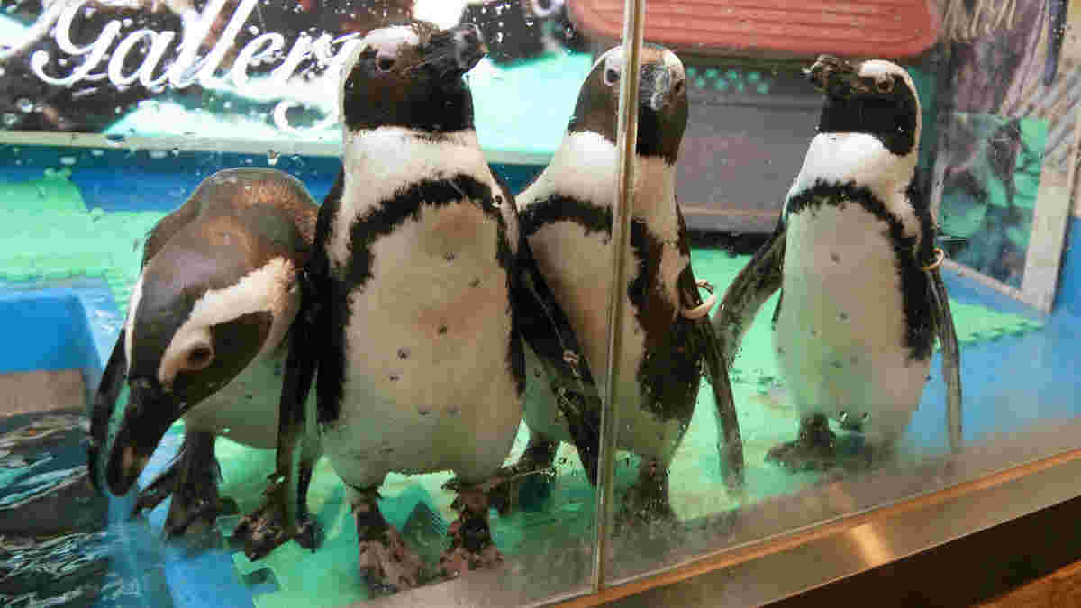 ペンギンのいるBAR