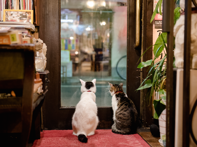 カフェアルルの看板猫