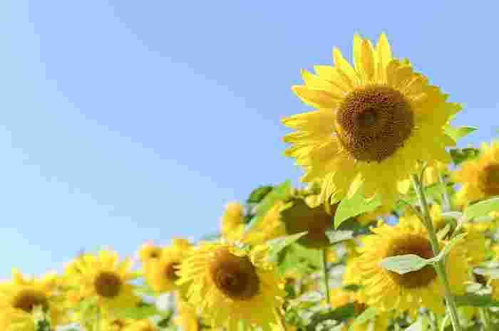 夏