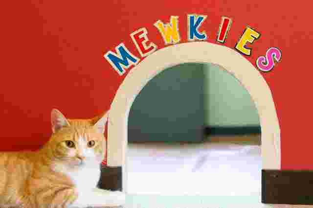 Mewkies