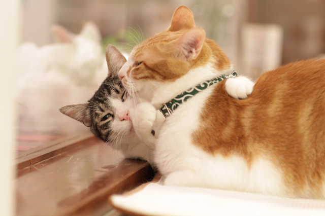 ねこ