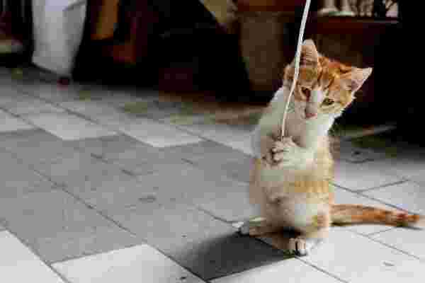 紐で遊ぶ猫