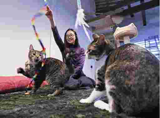 人間と遊ぶ猫