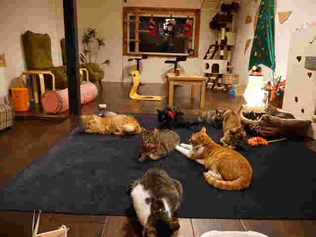 猫suncafe