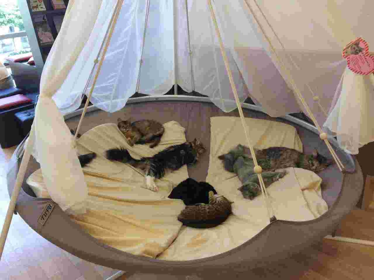 PuchiMarry