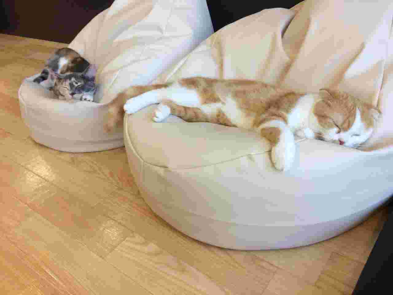 眠るねこ