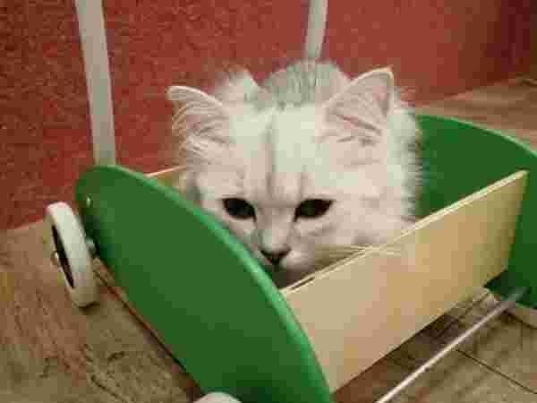 乗り物に乗る猫