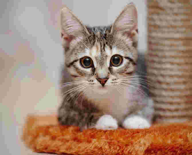 ねこ