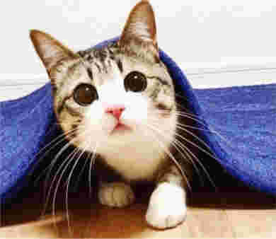 ねこ