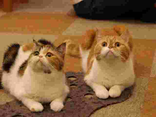 cat cafe にゃんこと