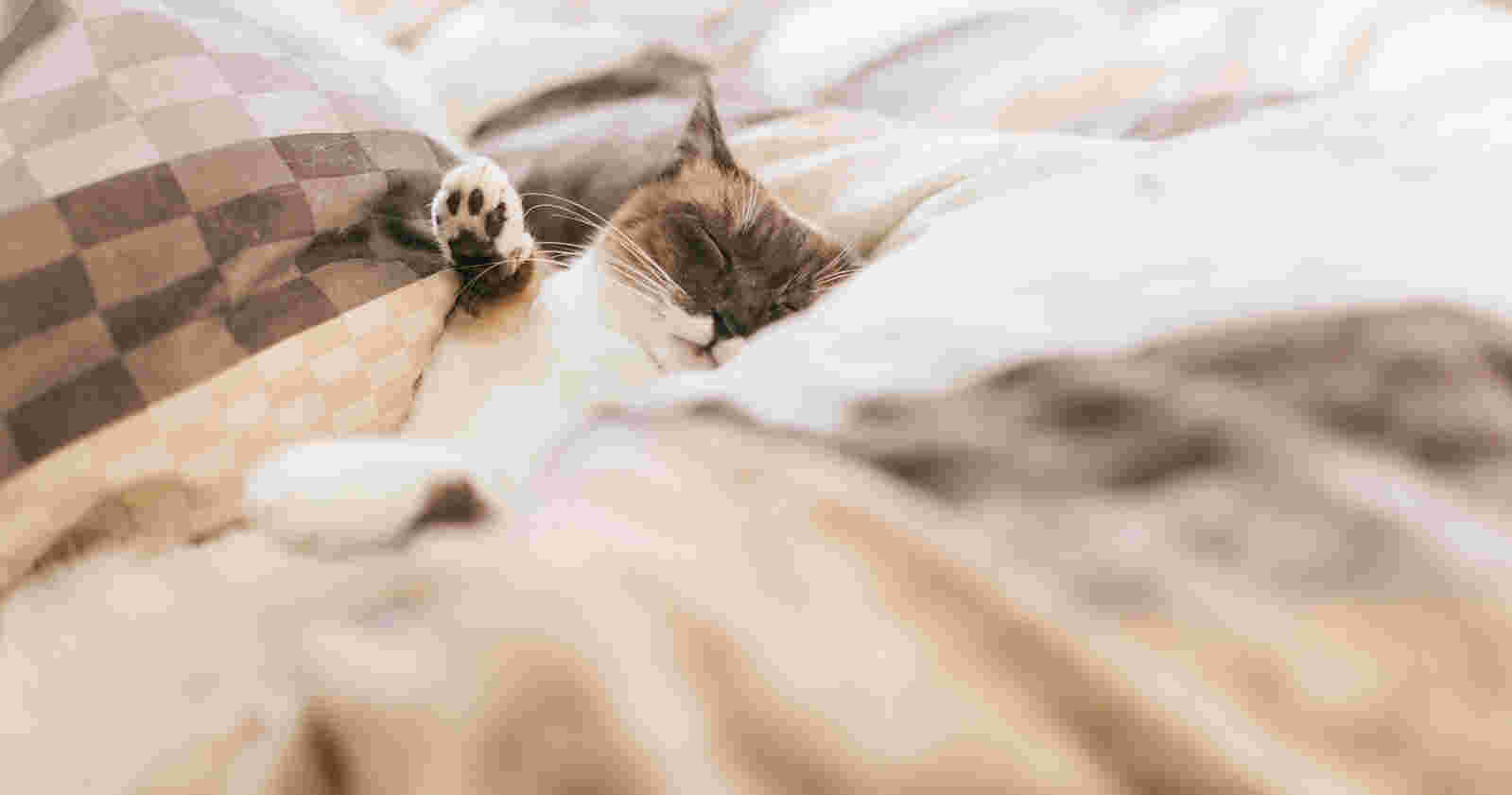 睡眠