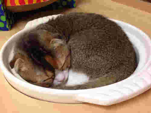 猫カフェバロンの猫