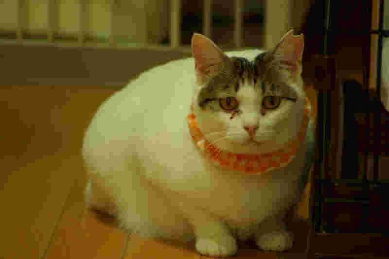 保護ねこcafe Familiaの猫