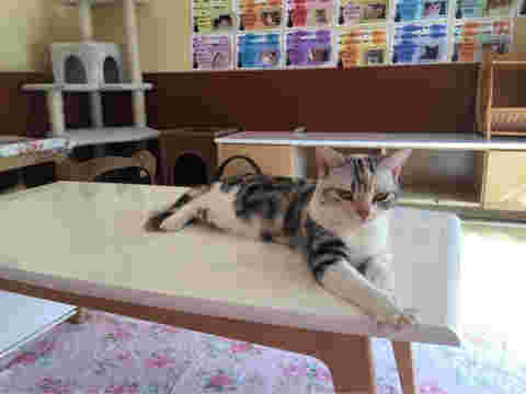 ねこカフェマリーナの猫
