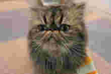 猫カフェロンロンの猫