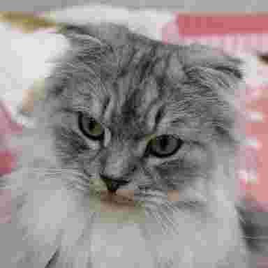 猫カフェの可愛い猫