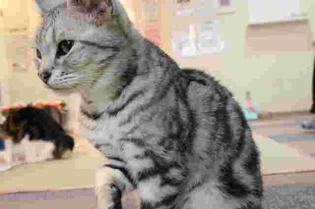 猫カフェの好奇心旺盛な猫