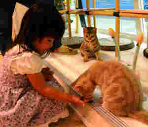 猫と子供