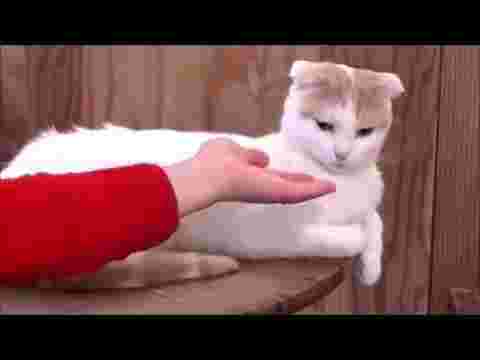猫カフェでえさやり