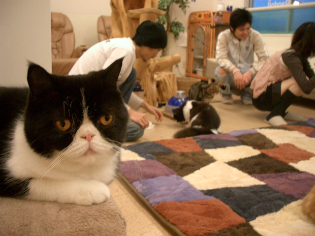 皆で楽しむ猫カフェ