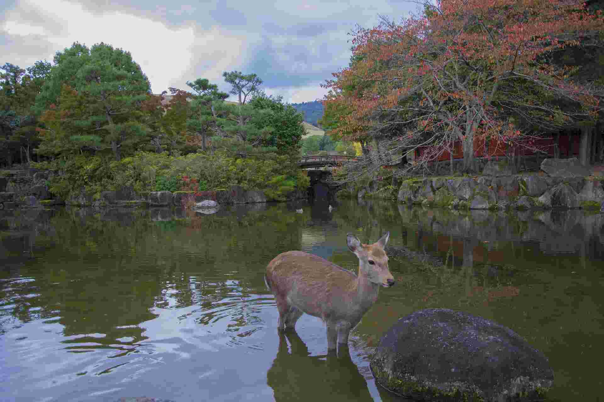 奈良の鹿
