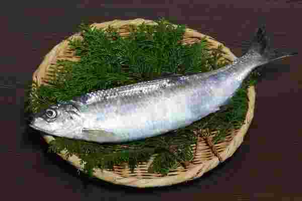 魚のイメージ