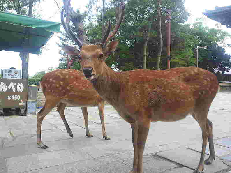 奈良公園の鹿