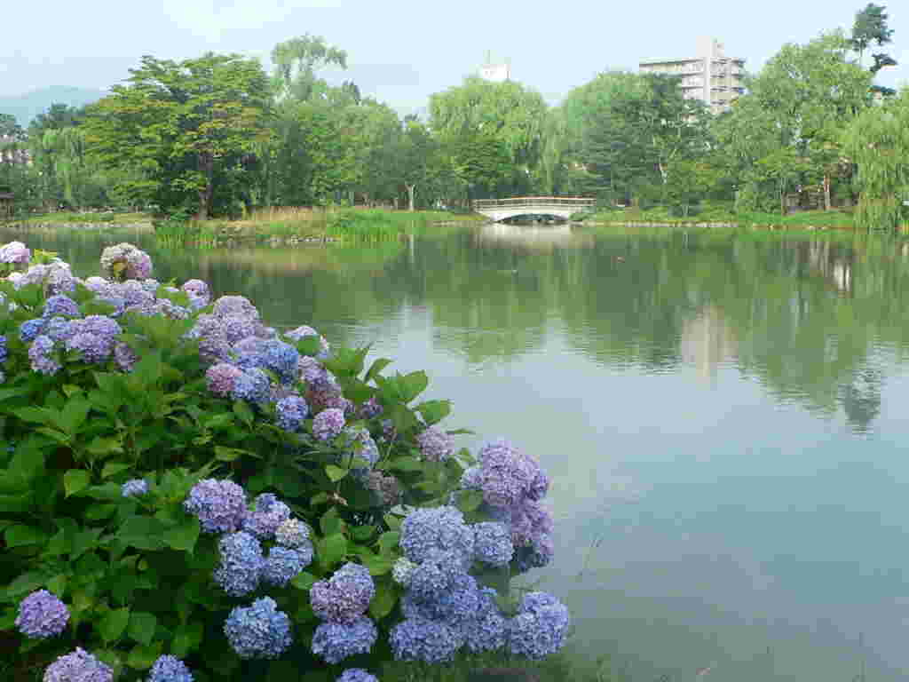 北海道6月の景色