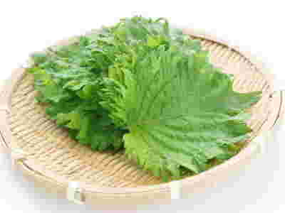 大葉