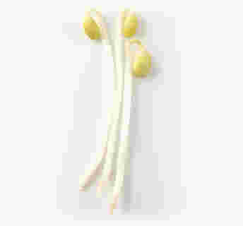 モヤシ