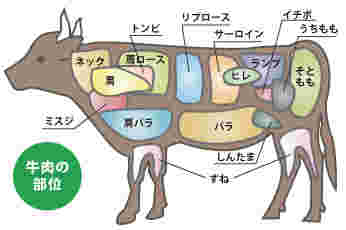 牛の部位別お肉の名前