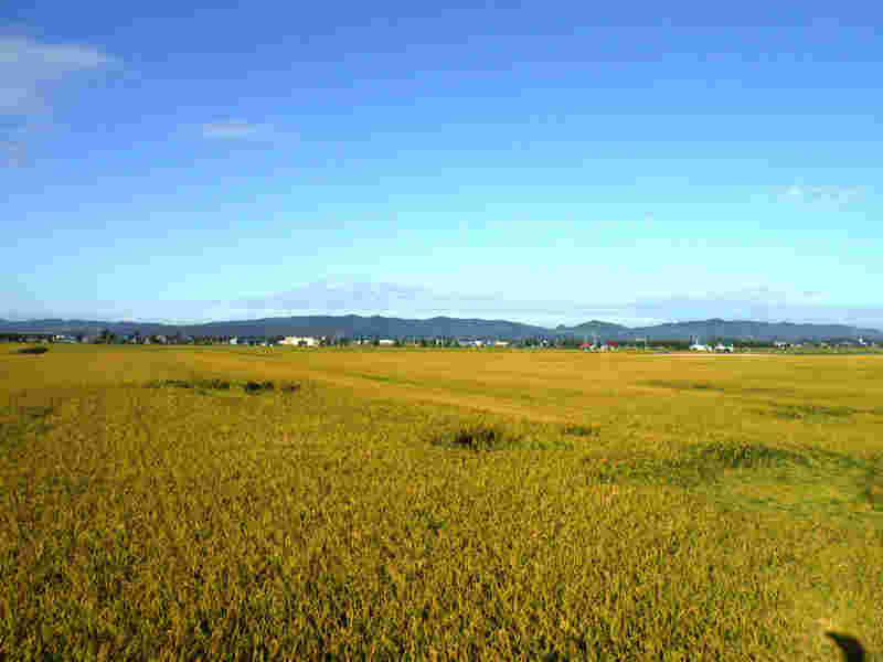 北海道の稲穂畑