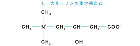 L-カルニチン