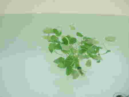 湯船に浮かんだレモンバーム