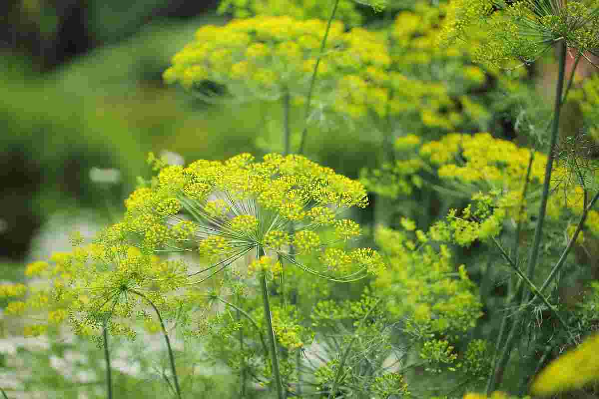ディルの花