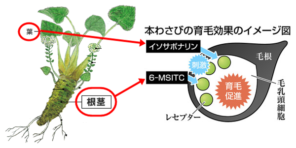 「育毛効果があるのでは？」とも話題になる本わさび
