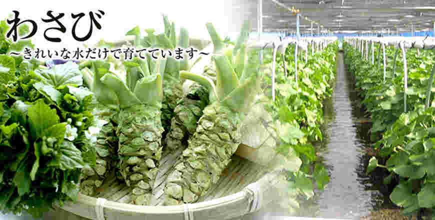 色々な種類があって奥深いわさびの世界