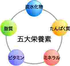 五大栄養素のイメージ