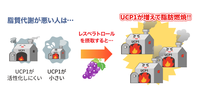 UCP（脱共役タンパク質)が増えて脂肪が燃焼するイメージ図