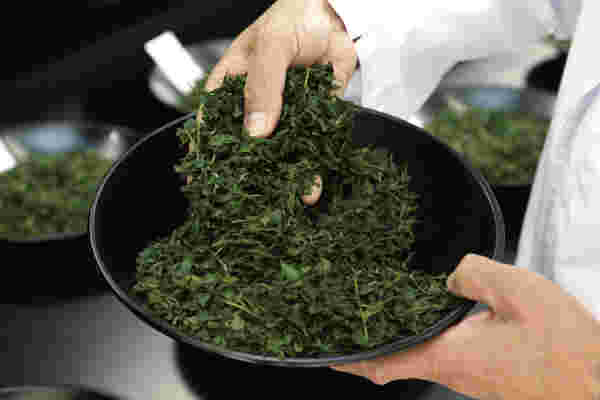 抹茶の効能