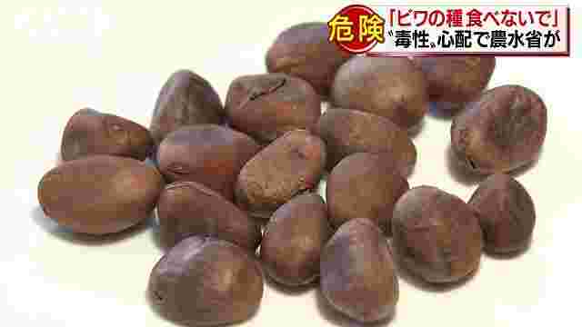 びわの種は危険である
