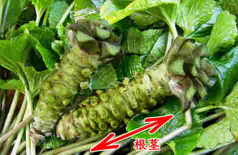 わさびの新鮮な風味を維持したい場合は根茎（こんけい）の先端からすりおろす