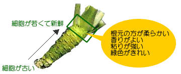 わさびの根元とは根茎（こんけい）の上にある茎が生えている部分で新鮮な味がつまる