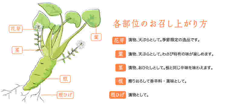 本わさびは全ての部分を食用にできる！