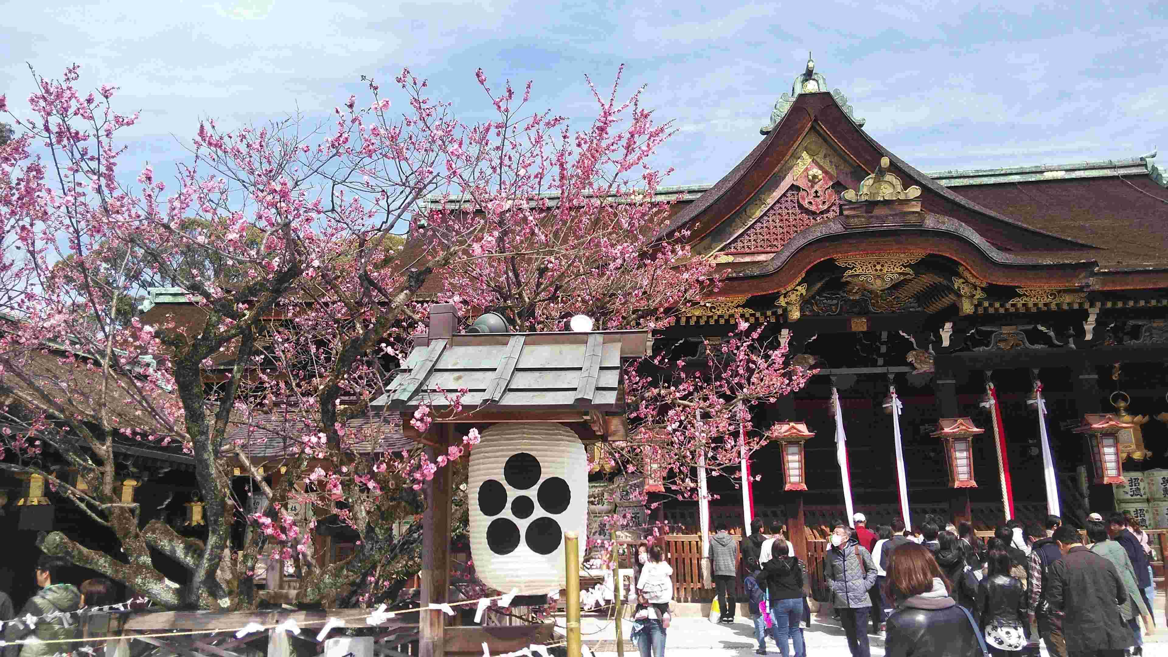 北野天満宮と梅