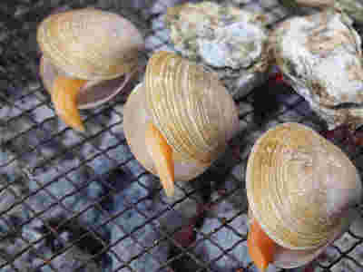 バカガイの画像