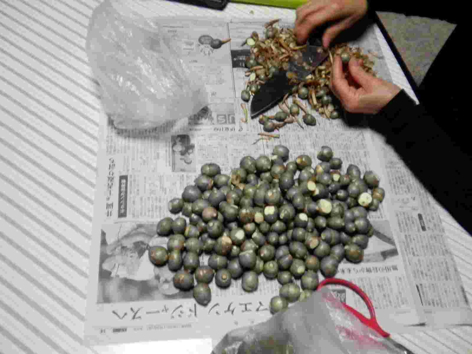 台の上に大量のくわいがあり下ごしらえされている